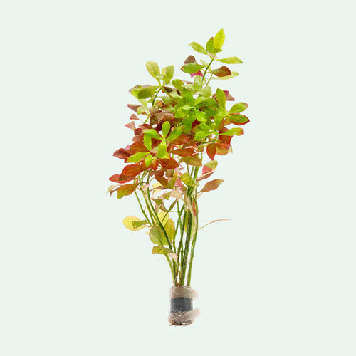 Ludwigia Repens