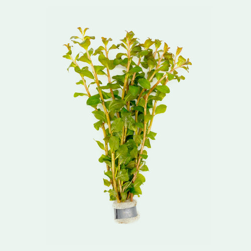 Ludwigia Senegalensis