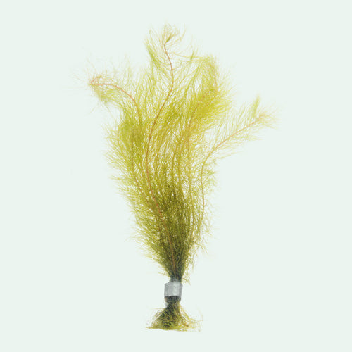 Myriophyllum Mattogrossense