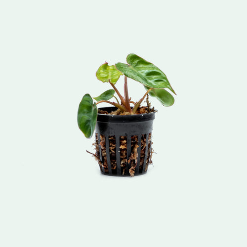 Philodendron Billietiae - Bare Root