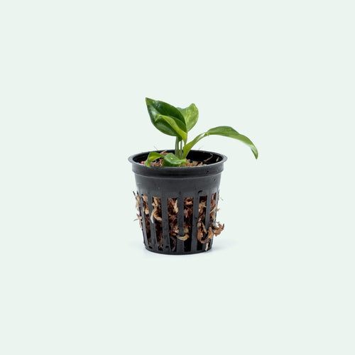 Philodendron Burle Marx Variegated - Bare Root