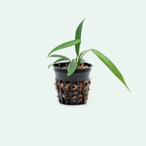 Philodendron Joepii - Bare Root