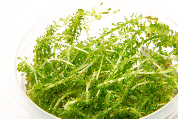 Rotala Bangladesh Tissue Culture Live Aquarium Plant