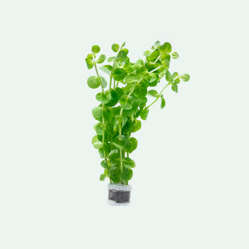 Rotala Rotundifolia Green