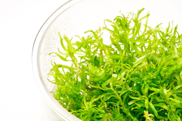 Rotala Nanjenshan Tissue Culture Live Aquatic Plant for Planted Tank