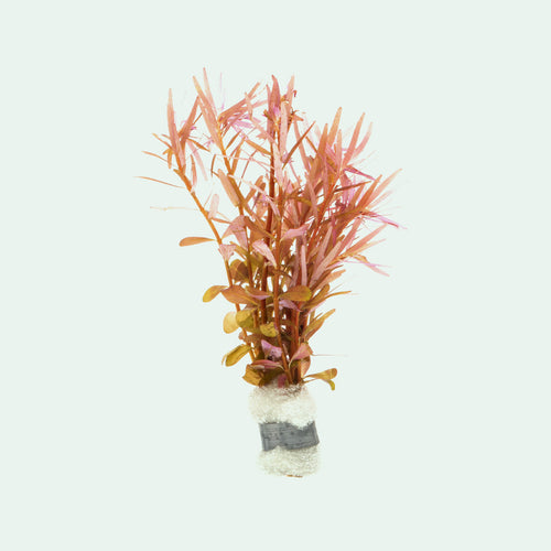 Rotala H'Ra