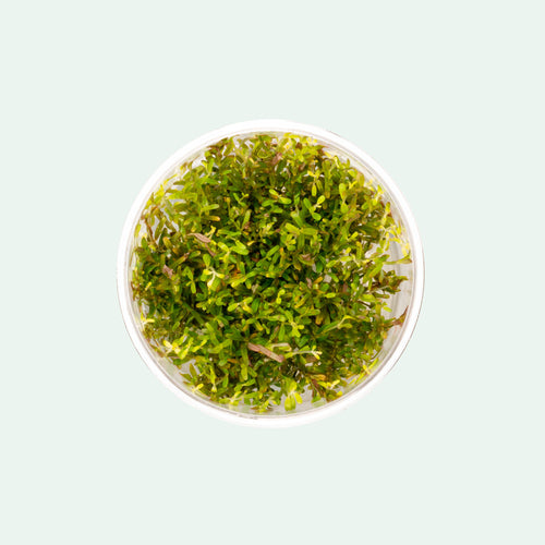 Rotala H'Ra Tissue Culture