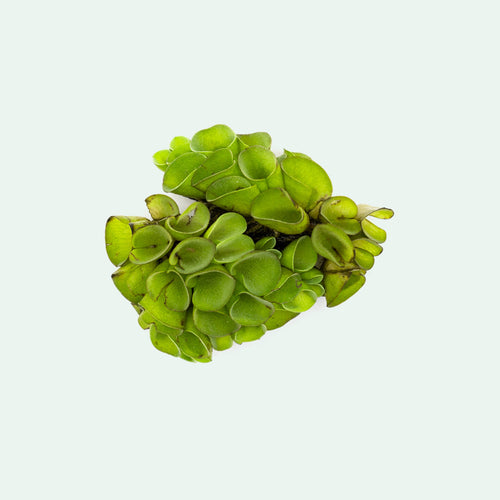 Salvinia Cucullata