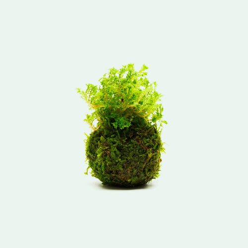 Selaginella Indonesia on Christmas Moss Clay Ball