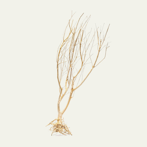 Tree Root Driftwood
