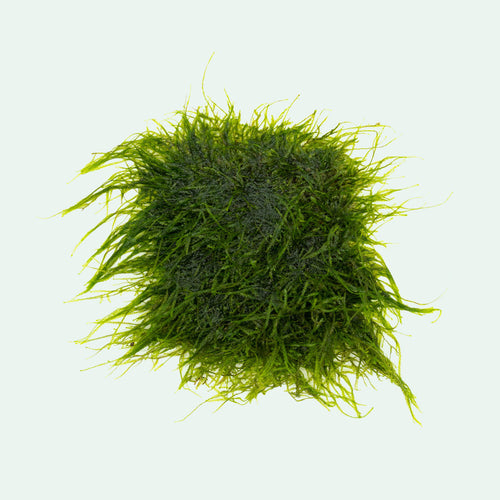 Spiky Moss Large Mat