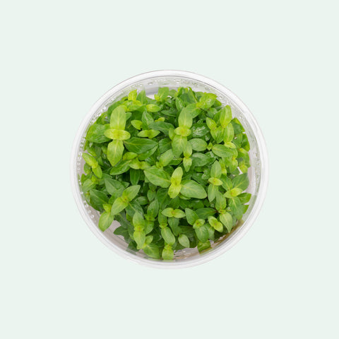 Tissue Culture In Vitro Pest Free Aquatic Plants Glass Aqua