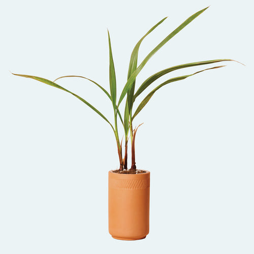 Terracotta Plant Kit - Palm