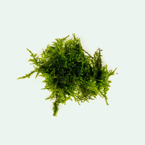 Anchor Moss