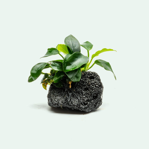 Anubias Nana Petite Lava Stone