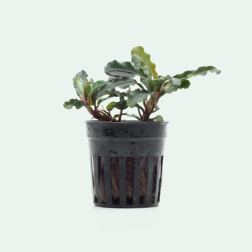 Bucephalandra Dark Green Wavy