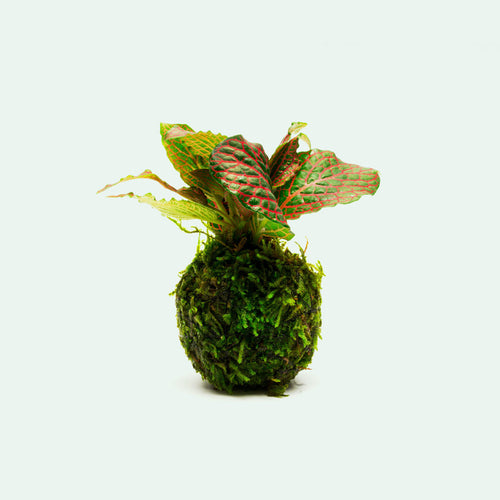 Fittonia Albivenis on Christmas Moss Clay Ball