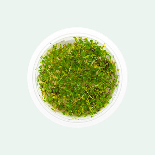 Glossostigma Elatinoides Tissue Culture