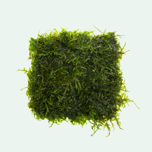 Mini Christmas Moss Pad - SoShrimp