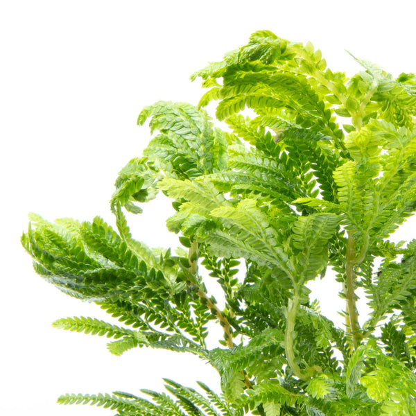 Selaginella Wallichi Club Moss Spike Moss Easy Terrarium Plant