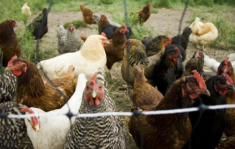 Biochar in feed is shown to increase the weight of poultry and improve the health of animals.