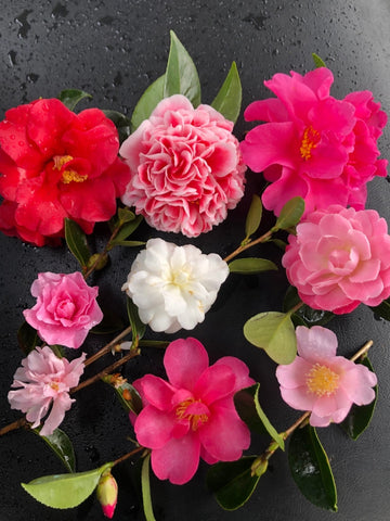 camellia flowers