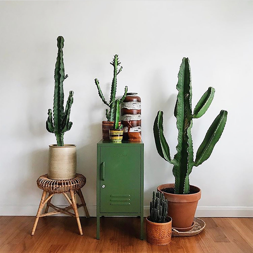 tribe and us plants and cactus with mustard made locker