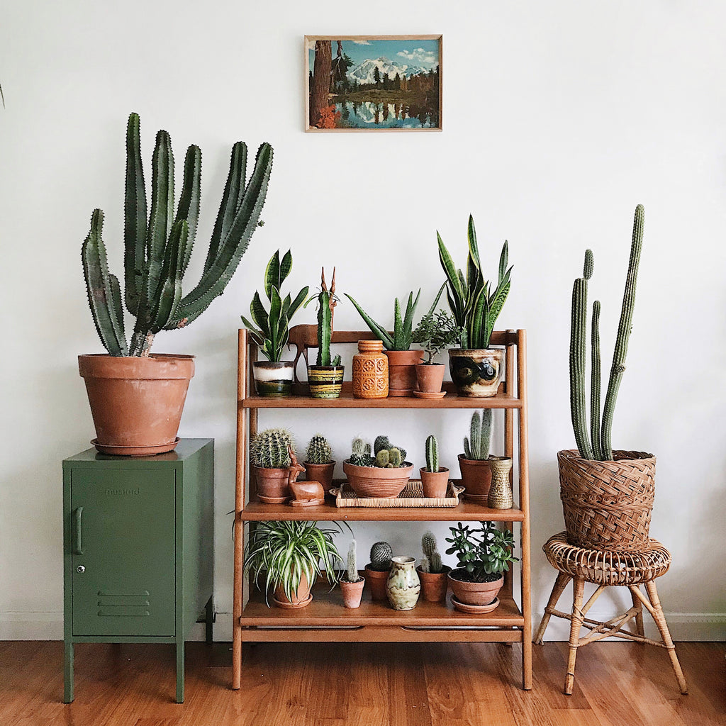 olive green locker by mustard made shot with plants by tribe and us