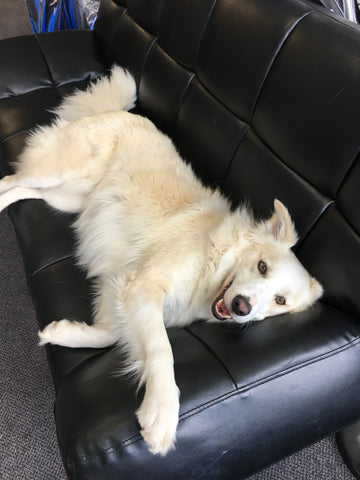 Toby Go Dive Tasmania Customer Satisfaction Doggo on couch