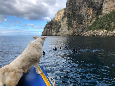 Toby Go Dive Tasmania Scuba Dog on Dive Vessel