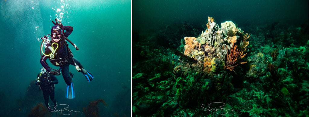 diving port arthur tasmania go dive