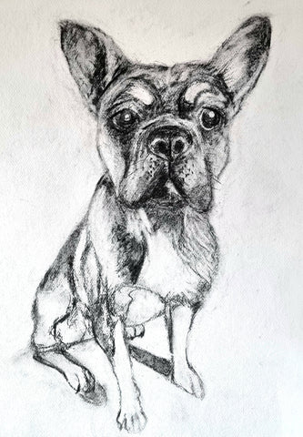 Dawn Crothers Dog drawing in charcoal