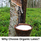 Why Choose Organic Latex?