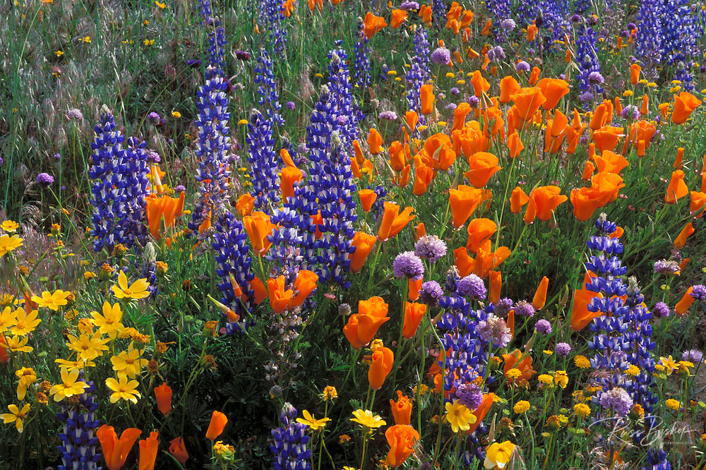 California Wildflower Seed Mix