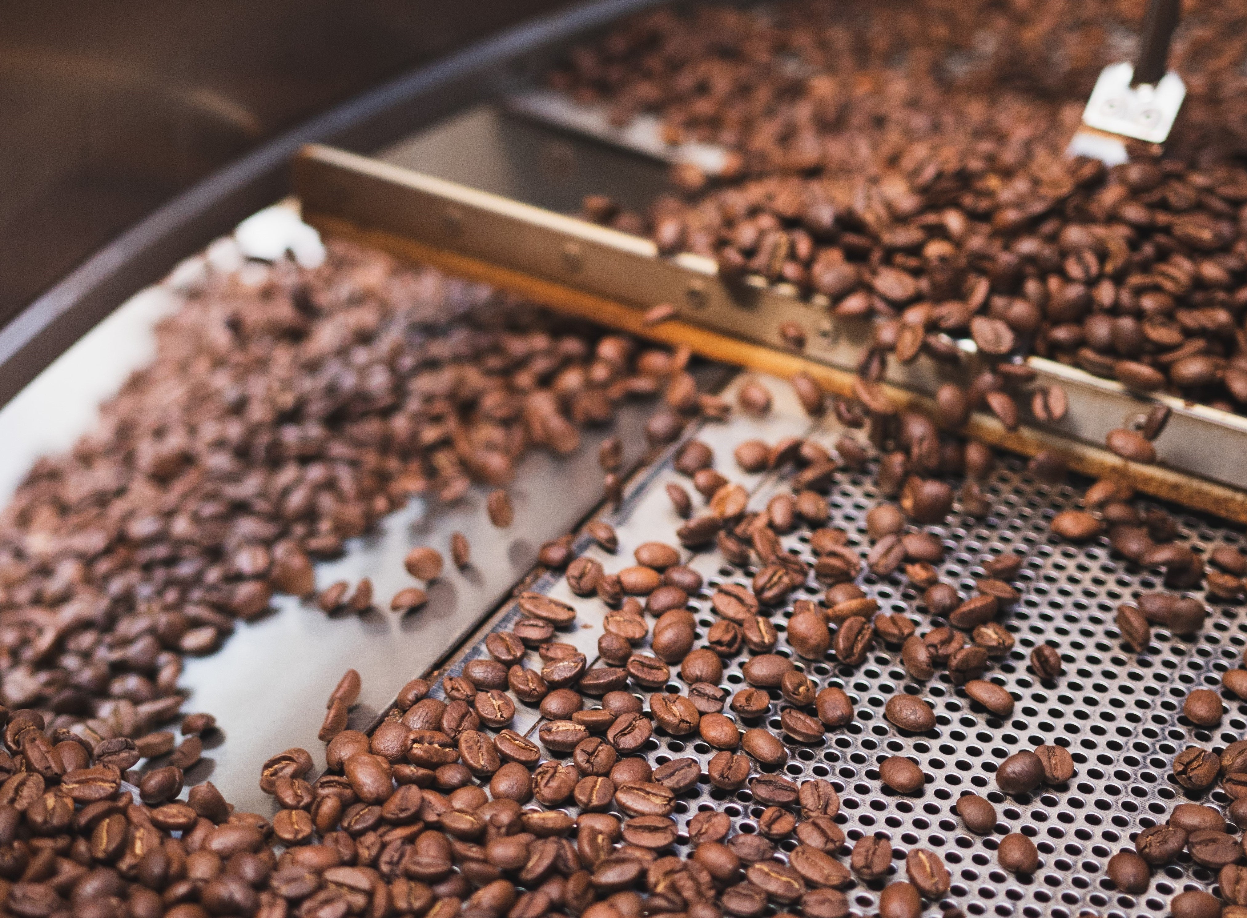 Roasted coffee beans in a cooling tray