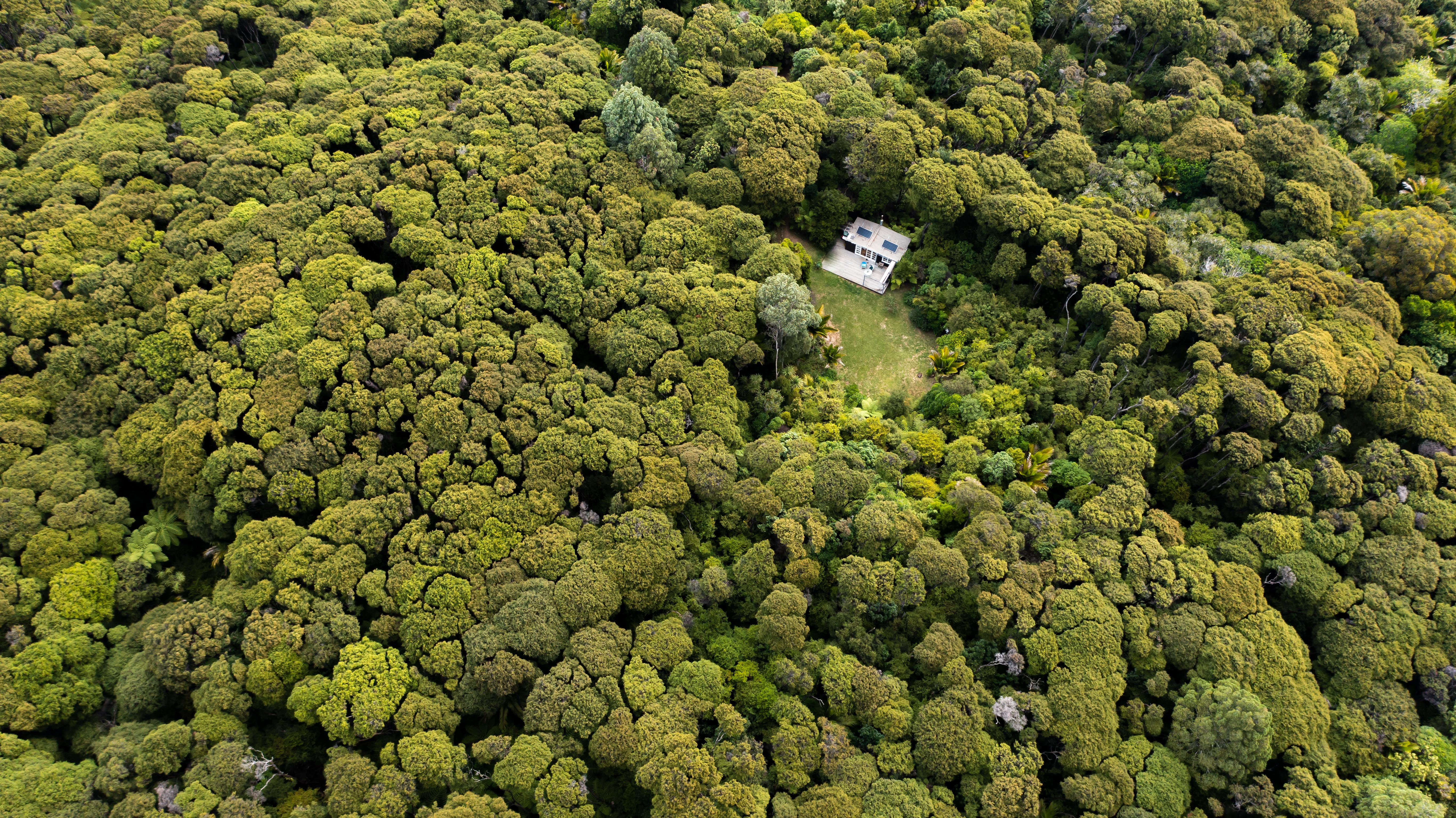 Native New Zealand bush with a small building nestled in between the trees.