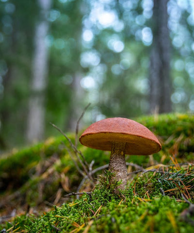What are the drawbacks of mushroom farming