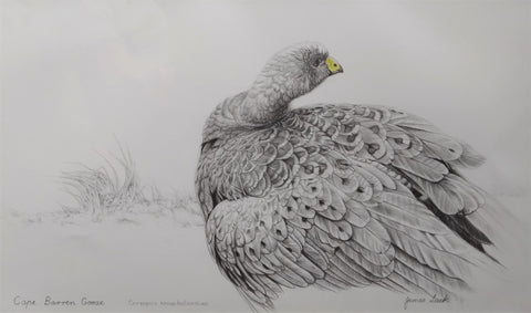 Cape Barren Goose pencil drawing by Australian Bird and Wildlife Artist James Luck