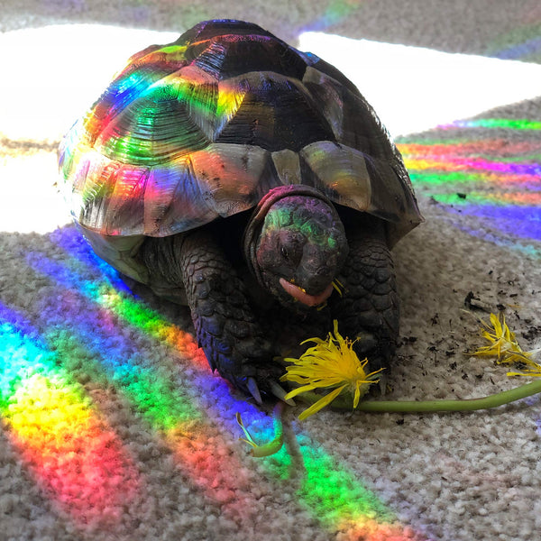 A tortoise enjoying a snack in the rainbows