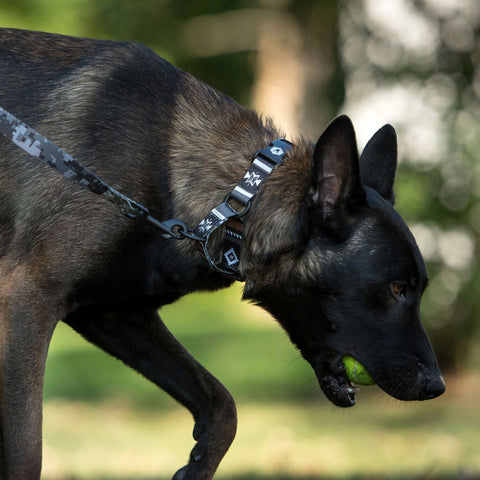 Belgian Malenios wearing martingale collar 