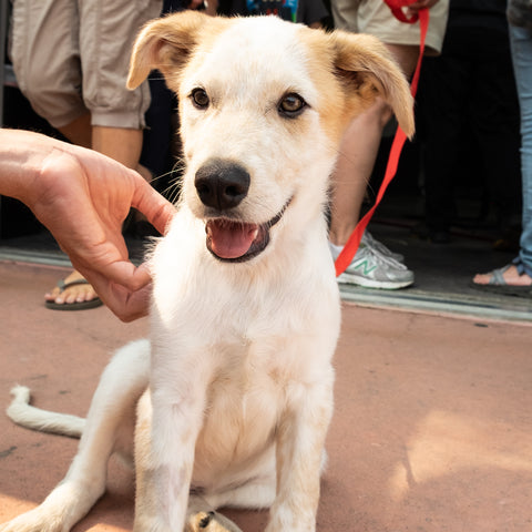 Puppy being adopted at Wolfgang Giro event