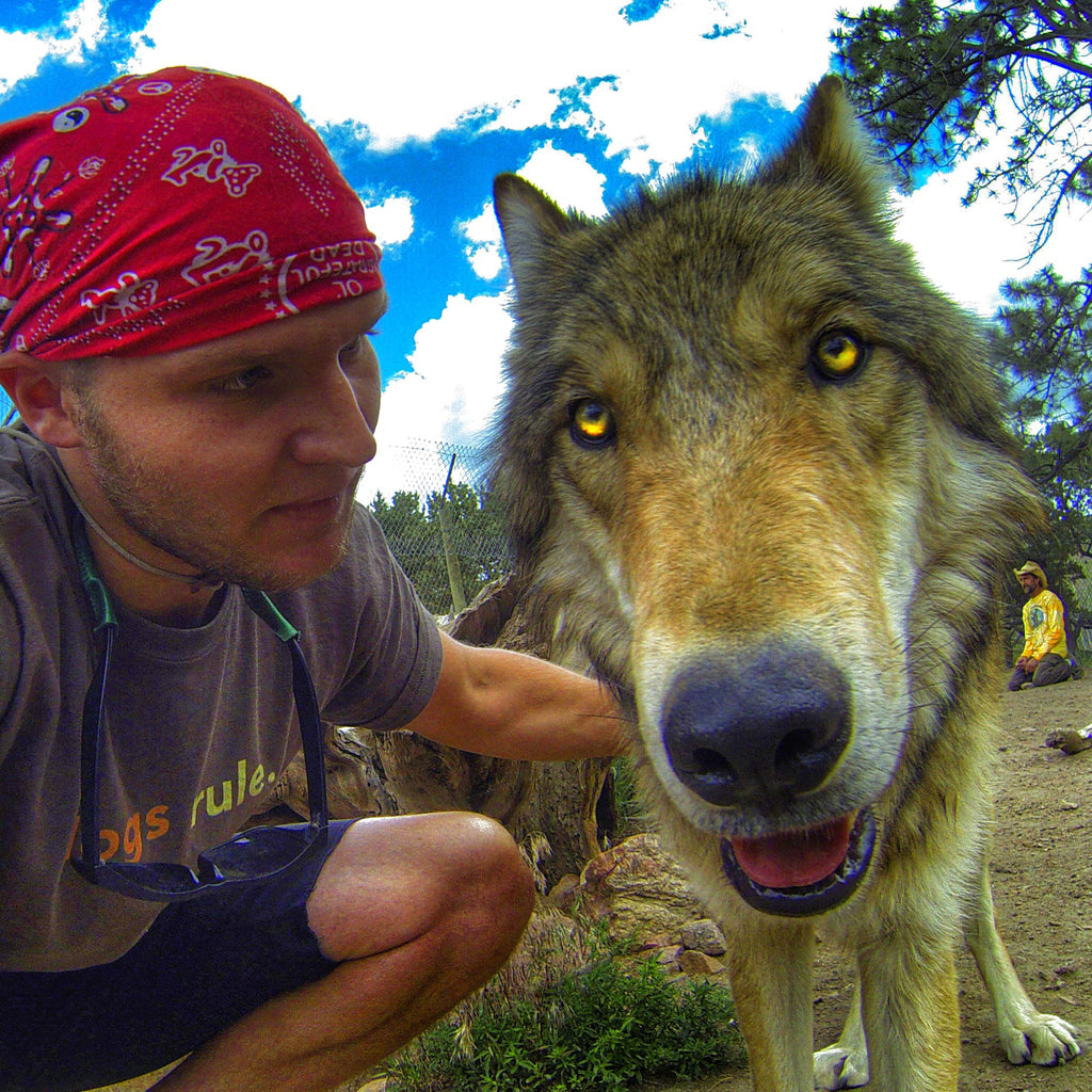 Thomas Davis working with a wolfdog.