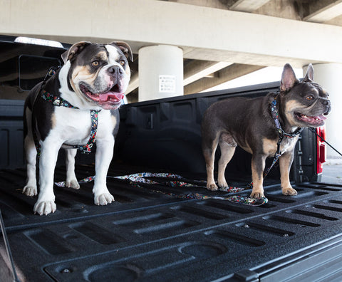 Dogs Bruno & Owin the back of pickup truck.