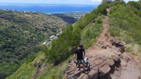 OneVibe hiking with dogs.