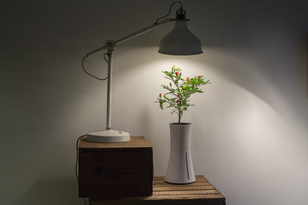 When and how to use growing lights – Botanium