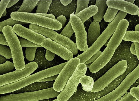 Bacteria, Viruses, and Pathogens