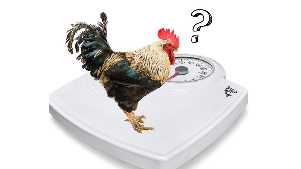 What Is Rooster Weight In BJJ?