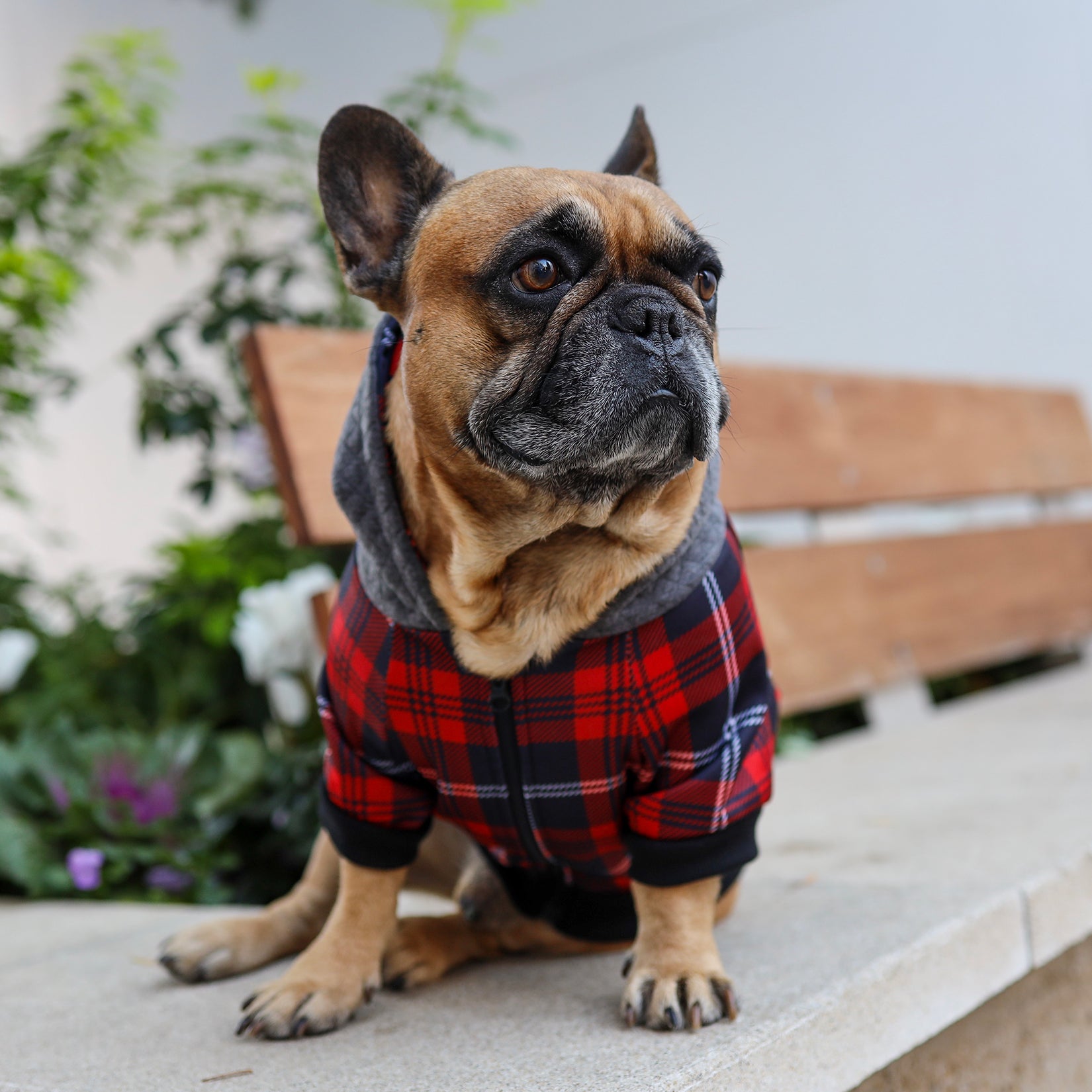 frenchie dog hoodie