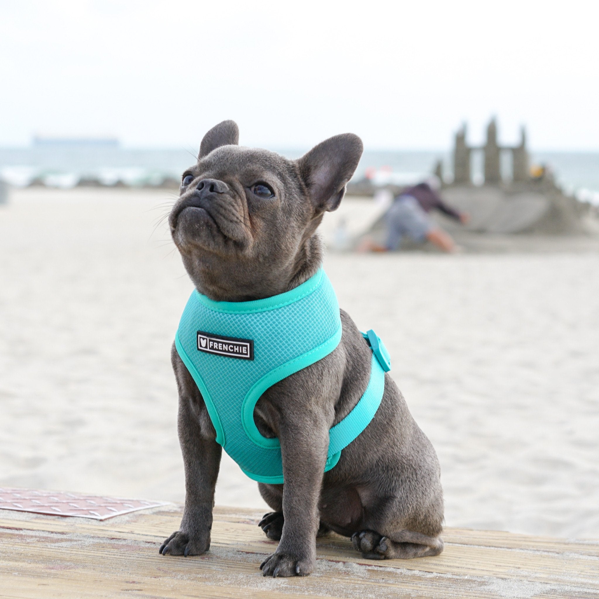 Top Frenchie Bulldog Harness of the decade The ultimate guide 