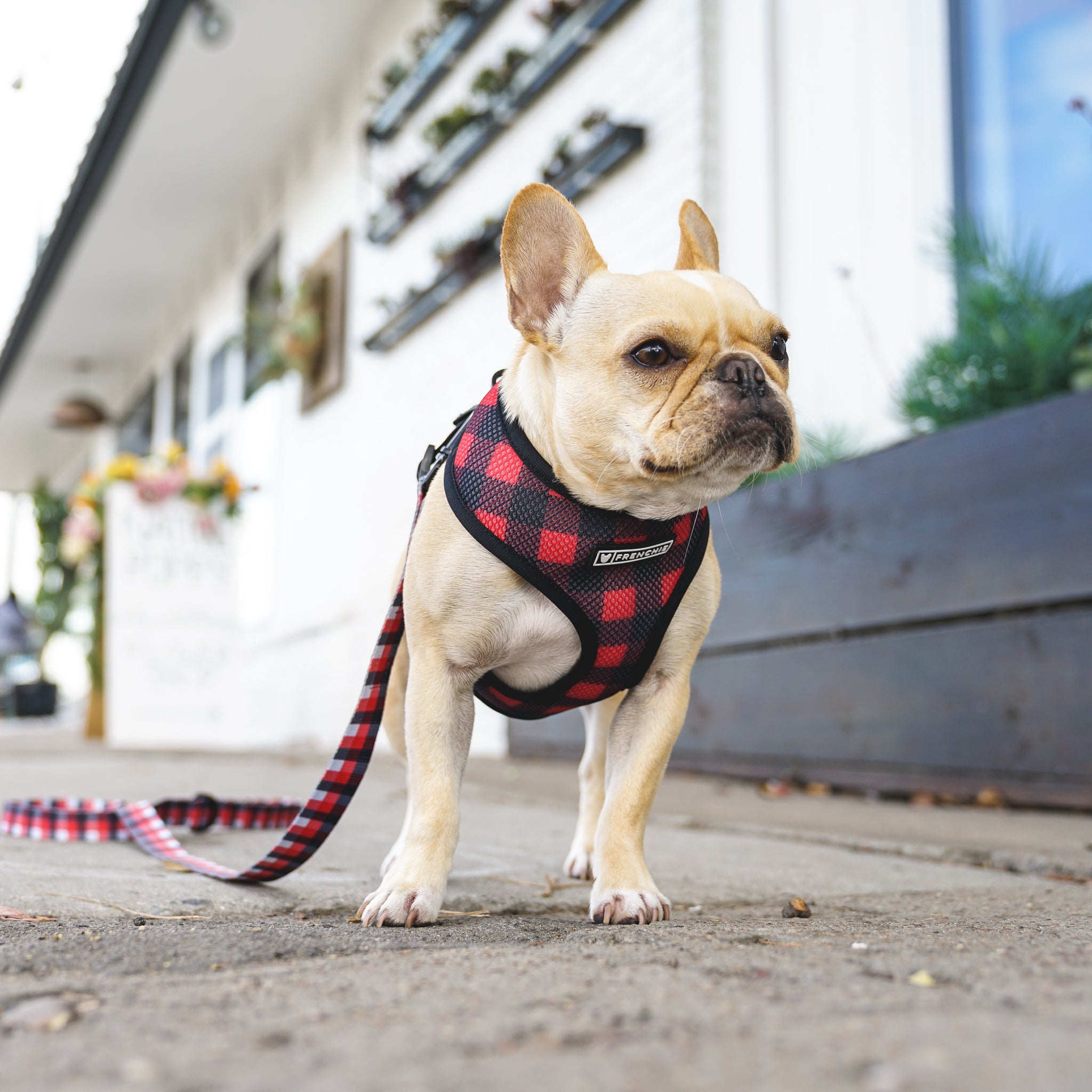 Frenchie Duo Reversible Harness - Red 